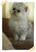 รูปย่อ ขายแมวเปอร์เซียชินชิล่า ลูกคอกแรก แข็งแรง น่ารัก คุณภาพแท้ๆ มีคลิปให้ดูคร้าบ !!! รูปที่7