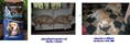 อาหารสุนัข:DOG TIME lamb&rice สำหรับสุนัขที่มีอาการภูมิแพ้ แพ้โปรตีนไก่