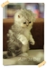 รูปย่อ ขายแมวเปอร์เซียชินชิล่า ลูกคอกแรก แข็งแรง น่ารัก คุณภาพแท้ๆ มีคลิปให้ดูคร้าบ !!! รูปที่6