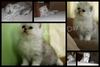 รูปย่อ ขายแมวเปอร์เซียชินชิล่า ลูกคอกแรก แข็งแรง น่ารัก คุณภาพแท้ๆ มีคลิปให้ดูคร้าบ !!! รูปที่3