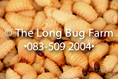 ขายด้วงสาคู The Long Bug Farm