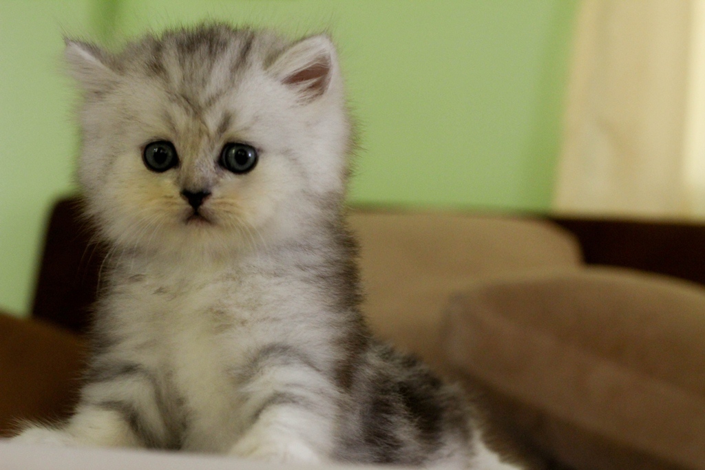 ขายแมวเปอร์เซียชินชิล่า ลูกคอกแรก แข็งแรง น่ารัก คุณภาพแท้ๆ มีคลิปให้ดูคร้าบ !!! รูปที่ 1
