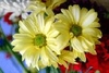 รูปย่อ จำหน่าย ฮอร์โมนไข่ ไซโตคินส ช่วยเปิดตาดอก.ใช้ฉีดพ่นทางใบฉีดทุกวันเพื่อสะสมตาดอกให้ดอกดกอย่างมีประสิทธิ์ภาพ รูปที่4