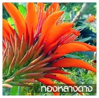 ไม้ล้อม รูปที่ 7