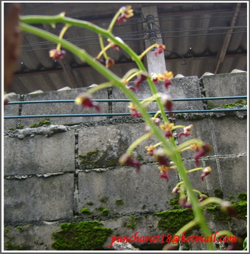 เอื้องมังกรทองบาน รูปที่ 6