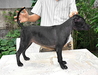 รูปย่อ ขายลูก สุนัขไทยหลังอาน สีแดงเข้ม ,สีดำ  รูปที่3