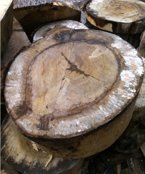 หัวไม้ poplar (มีหลายขนาด) สำหรับตกแต่งสวน ต้องการขายเป็นจำนวนมาก มีราคาเหมา รูปที่ 3