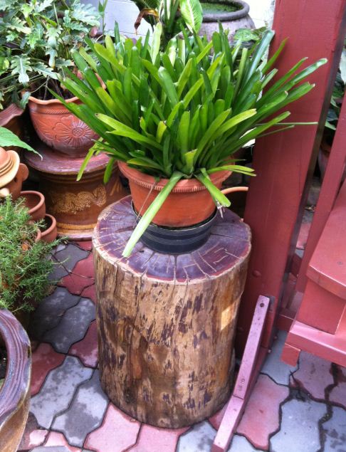 หัวไม้ poplar (มีหลายขนาด) สำหรับตกแต่งสวน ต้องการขายเป็นจำนวนมาก มีราคาเหมา รูปที่ 5