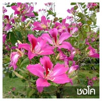 ไม้ล้อม รูปที่ 6