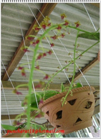 เอื้องมังกรทองบาน รูปที่ 2