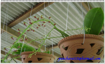 เอื้องมังกรทองบาน รูปที่ 7