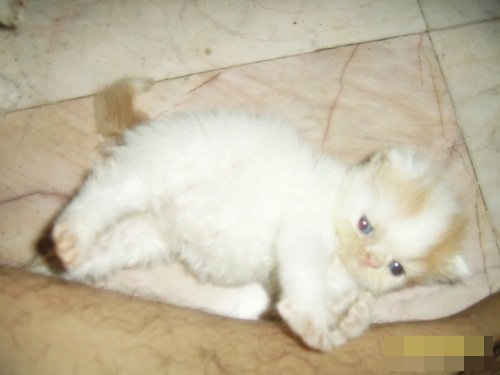 ขายลูกแมวเปอร์ลูกครึ่งพ่อ CFA น่ารักๆ การางซนจ้า... < โทรสอบถามได้24ชมค่ะ>  รูปที่ 4