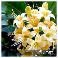 ไม้ล้อม รูปที่ 4