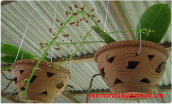 เอื้องมังกรทองบาน รูปที่ 4