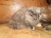 รูปย่อ ลูกแมวเปอร์เซียซน+แข็งแรง รูปที่2