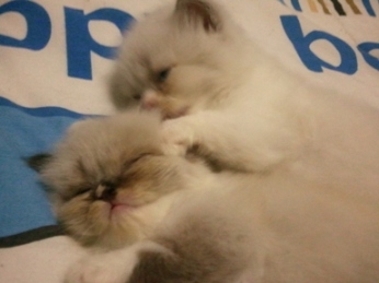 ขายแมวเปอร์เซียหน้าเกือบบี้ ครับ  รูปที่ 7