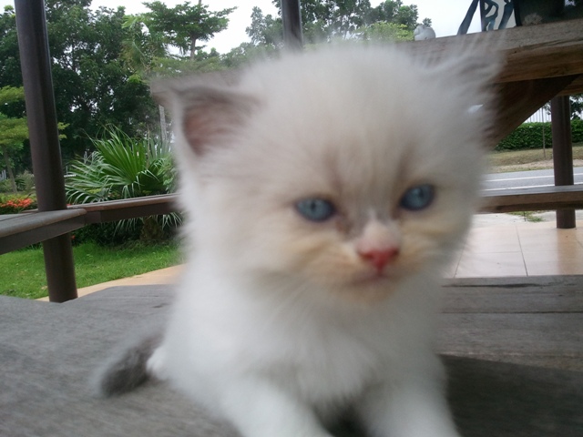 ขายแมวเปอร์เซียหน้าเกือบบี้ ครับ  รูปที่ 5