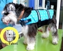 รูปย่อ Dog Life Jacket ขายเสื้อชูชีพ สุนัข ตั้งแต่ไซส์ ชิวาวา ยอร์ก ชิสุห์ ปั๊ก โกลเด้น รูปที่3