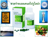 รูปย่อ สาหร่าย เอลเคนสไปรูไลน่า(Elken Spirulina) รูปที่2