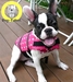 รูปย่อ Dog Life Jacket ขายเสื้อชูชีพ สุนัข ตั้งแต่ไซส์ ชิวาวา ยอร์ก ชิสุห์ ปั๊ก โกลเด้น รูปที่1
