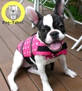 Dog Life Jacket ขายเสื้อชูชีพ สุนัข ตั้งแต่ไซส์ ชิวาวา ยอร์ก ชิสุห์ ปั๊ก โกลเด้น