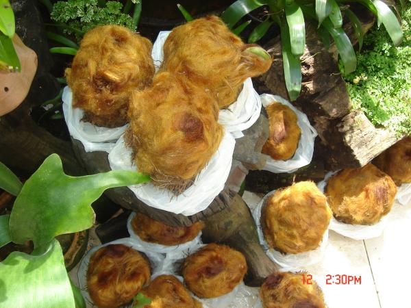 ขายว่านลูกไก่ทอง รูปที่ 3