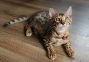 ขายลูกแมวเบงกอล(BENGALS)สี Brown ลาย Spotted Rosetted สีสดลายชัดเจนค่ะสวยมาก เพศผู้ 1 และเมีย 2 ตัว อายุ 3 เดือน รูปที่ 4