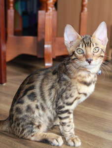 ขายลูกแมวเบงกอล(BENGALS)สี Brown ลาย Spotted Rosetted สีสดลายชัดเจนค่ะสวยมาก เพศผู้ 1 และเมีย 2 ตัว อายุ 3 เดือน รูปที่ 3