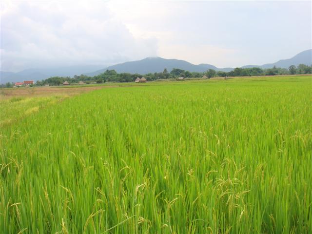 ที่นา 7 ไร่ เชียงใหม่(The seven farms in Chiang Mai)  รูปที่ 3