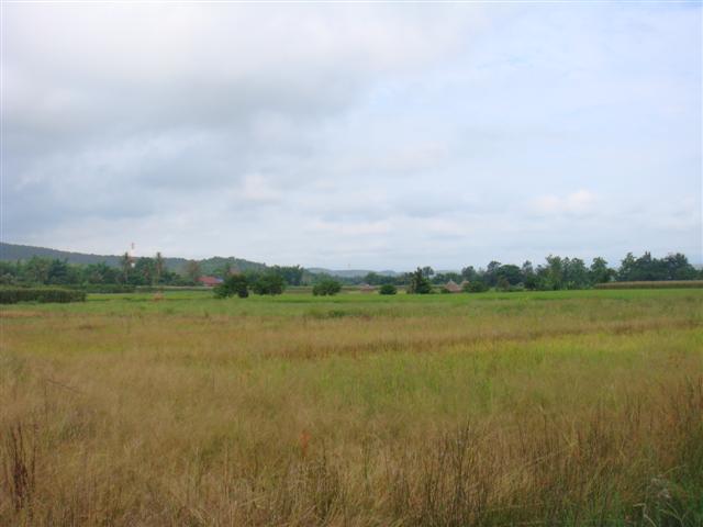 ที่นา 7 ไร่ เชียงใหม่(The seven farms in Chiang Mai)  รูปที่ 5