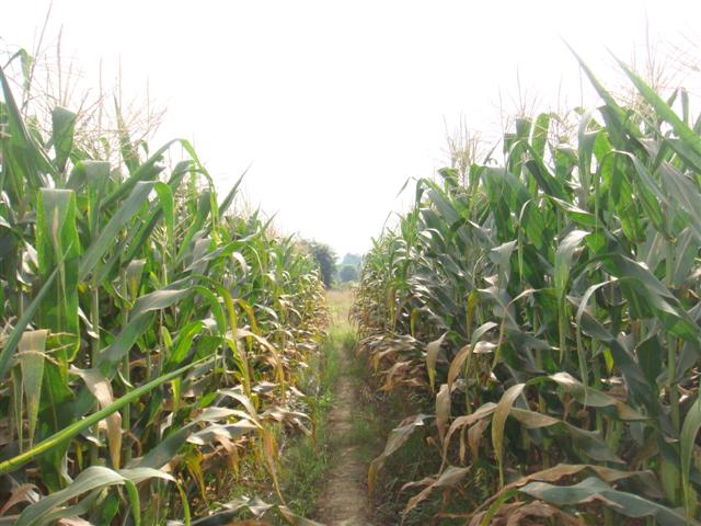 ที่นา 7 ไร่ เชียงใหม่(The seven farms in Chiang Mai)  รูปที่ 4