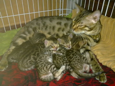 ขายลูกแมวเบงกอล(BENGALS)สี Brown ลาย Spotted Rosetted สีสดลายชัดเจนค่ะสวยมาก เพศผู้ 1 และเมีย 2 ตัว อายุ 3 เดือน รูปที่ 1