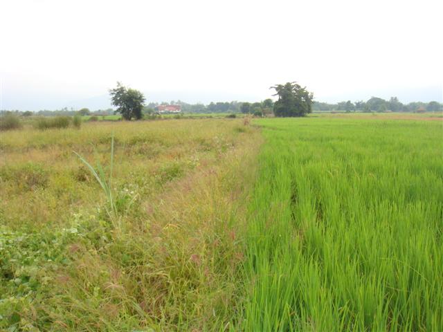 ที่นา 7 ไร่ เชียงใหม่(The seven farms in Chiang Mai)  รูปที่ 2