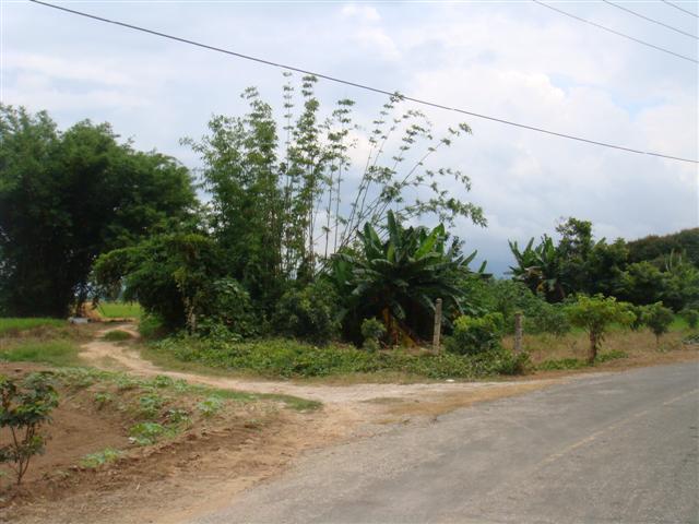 ที่นา 7 ไร่ เชียงใหม่(The seven farms in Chiang Mai)  รูปที่ 6