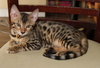 รูปย่อ ขายลูกแมวเบงกอล(BENGALS)สี Brown ลาย Spotted Rosetted สีสดลายชัดเจนค่ะสวยมาก เพศผู้ 1 และเมีย 2 ตัว อายุ 3 เดือน รูปที่4