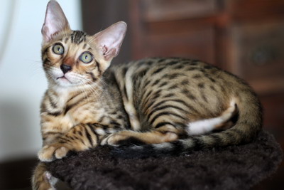 ขายลูกแมวเบงกอล(BENGALS)สี Brown ลาย Spotted Rosetted สีสดลายชัดเจนค่ะสวยมาก เพศผู้ 1 และเมีย 2 ตัว อายุ 3 เดือน รูปที่ 6