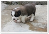 รูปย่อ สุนัขพันธุ์ เซนต์เบอร์นาร์ด(saint bernard) อายุ 1 เดือน 3 วัน ณ ปัจจุบันครับ ... รูปที่5