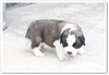 รูปย่อ สุนัขพันธุ์ เซนต์เบอร์นาร์ด(saint bernard) อายุ 1 เดือน 3 วัน ณ ปัจจุบันครับ ... รูปที่4