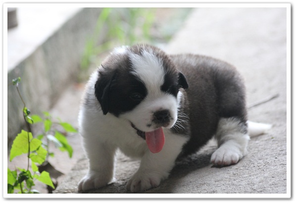 สุนัขพันธุ์ เซนต์เบอร์นาร์ด(saint bernard) อายุ 1 เดือน 3 วัน ณ ปัจจุบันครับ ... รูปที่ 1