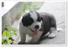 รูปย่อ สุนัขพันธุ์ เซนต์เบอร์นาร์ด(saint bernard) อายุ 1 เดือน 3 วัน ณ ปัจจุบันครับ ... รูปที่1