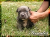 รูปย่อ ::: ลูกสุนัข AMERICAN BULLY หล่อล่ำบึ้ก นิสัยดีมากๆ ::: รูปที่4