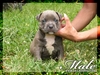 รูปย่อ ::: ลูกสุนัข AMERICAN BULLY หล่อล่ำบึ้ก นิสัยดีมากๆ ::: รูปที่1