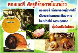 ปุ๋ยวินโกลด์   นวัตกรรมใหม่แห่งวงการเกษตร รูปที่ 7
