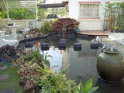 รับทำบ่อปลาคาร์ฟ  รับรักษาปลาคาร์ฟ  รับทำระบบบ่อปลาคาร์ฟ  0850894782  หนึ่ง รูปที่ 6