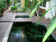 รับทำบ่อปลาคาร์ฟ  รับรักษาปลาคาร์ฟ  รับทำระบบบ่อปลาคาร์ฟ  0850894782  หนึ่ง รูปที่ 5