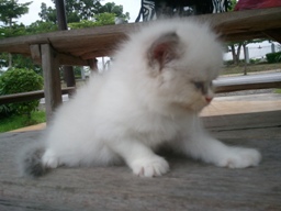 ขายแมวเปอร์เซียหน้าเกือบบี้ รูปที่ 4