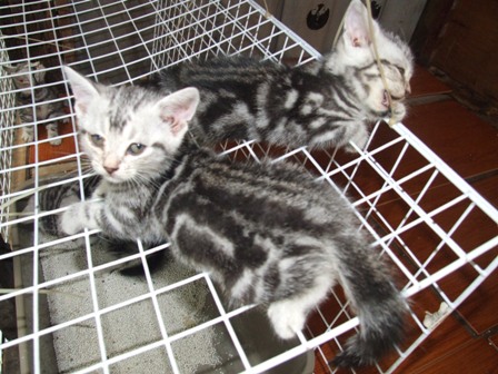 ขายลูกแมวอเมริกันช็อตแฮร์(ลูกของพรีเซนเตอร์วิสกัส) และ รับผสมพันธุ์ ครับ  รูปที่ 1