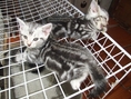 ขายลูกแมวอเมริกันช็อตแฮร์(ลูกของพรีเซนเตอร์วิสกัส) และ รับผสมพันธุ์ ครับ 