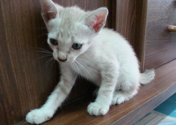 ลูกแมววิเชียรมาศผสมเบงกอล ถูกๆ น่ารัก มีรูปคะ รูปที่ 5