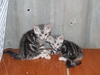 รูปย่อ ขายลูกแมวอเมริกันช็อตแฮร์(ลูกของพรีเซนเตอร์วิสกัส) และ รับผสมพันธุ์ ครับ  รูปที่3